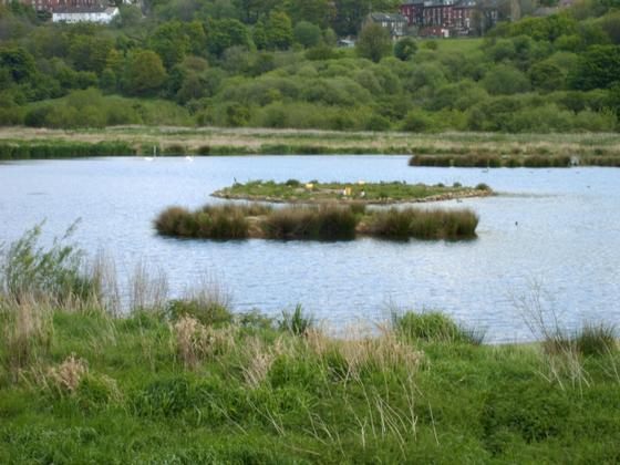 Nature Reserve Rodley